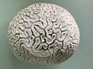 Diploria is a monotypic genus of massive reef building stony corals in the family Mussidae