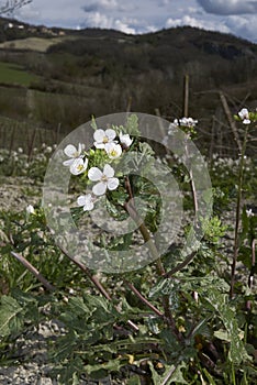 Diplotaxis erucoides plants
