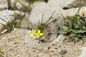 Diplotaxis muralis plant with yellow flowers