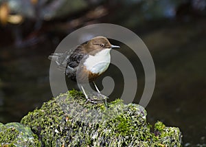 Dipper