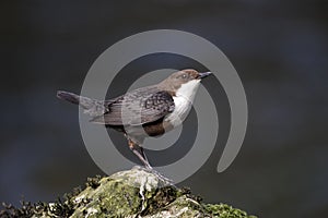 Dipper, Cinclus cinclus