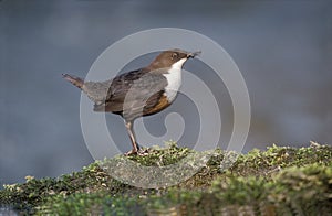 Dipper, Cinclus cinclus