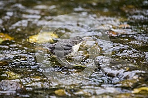 Dipper (Cinclus cinclus)