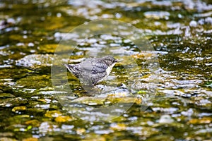 Dipper (Cinclus cinclus)