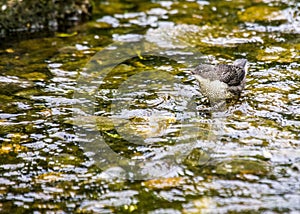 Dipper (Cinclus cinclus)