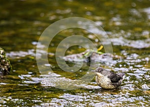 Dipper (Cinclus cinclus)