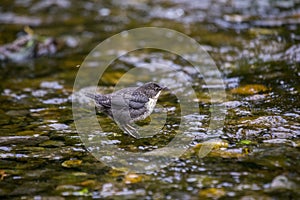 Dipper (Cinclus cinclus)