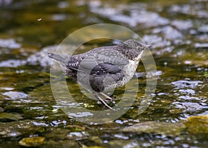 Dipper (Cinclus cinclus)