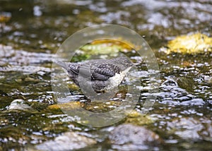 Dipper (Cinclus cinclus)