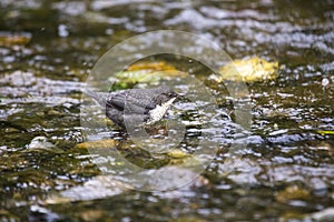 Dipper (Cinclus cinclus)