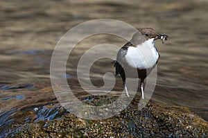 Dipper - Cinclus cinclus single bird on rock with food