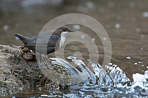 Dipper - Cinclus cinclus single bird on rock in the river