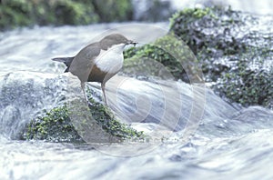 Dipper, Cinclus cinclus