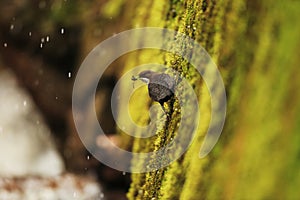 Dipper collect material for build the nest