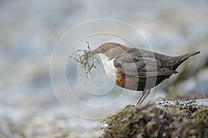 Dipper with nesting material