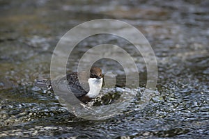Dipper standing on a small rock, in the riverbank, during winter season, Vosges, France