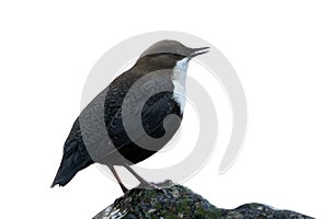 Dipper standing on a small rock, in the riverbank, during winter season, Vosges, France