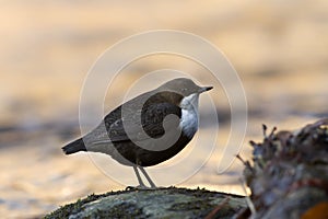 Dipper standing on a small rock, in the riverbank, during winter season, Vosges, France