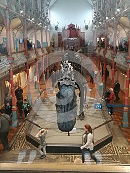 Dippy the Dinosaur 3