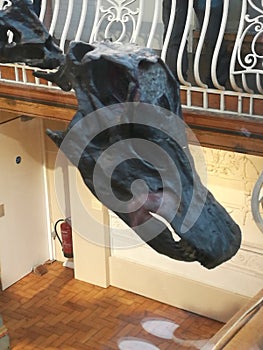 Dippy the Dinosaur 1