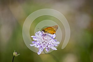 Dipsacaceae flowers macro