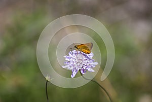 Dipsacaceae flowers macro