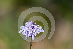 Dipsacaceae flowers macro