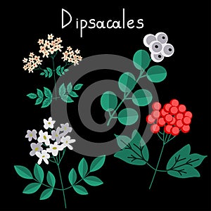 Dipsacales plant order