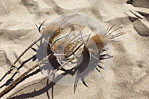 Dipsacus. Dried thorn herbs with trendy shadow on beach sand. Dipsacus Sativus Fullonum autumn wild flowers