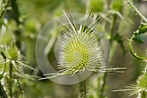 Dipsacus ferox loisel photo