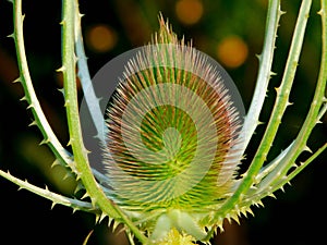 dipsacus fullonum on a macro in wild photo