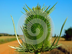 Dipsacus fullonum in wild nature photo