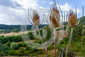 Dipsacus fullonum, the cardencha, Venus's bath, carda, carders' thistle, thistle, photo