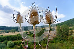 Dipsacus fullonum, the cardencha, Venus's bath, carda, carders' thistle, thistle, cardoncha, dÃÂ­psaco, photo