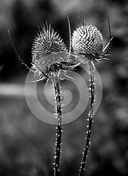 Dipsacus fullonum, Dipsacus sylvestris,