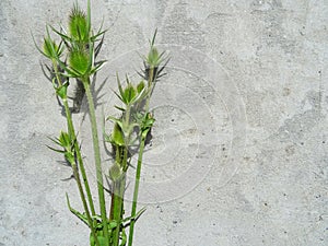 Dipsacus fullonum on gray concrete, background image