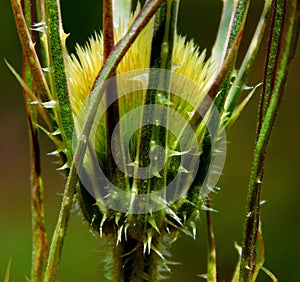 Dipsacus fullonum on macro in grow photo