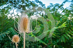Dipsacus fullonum - is a species of flowering plant known by the common names wild teasel or fuller\'s teasel.
