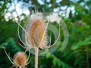 Dipsacus fullonum - is a species of flowering plant known by the common names wild teasel or fuller\'s teasel. g