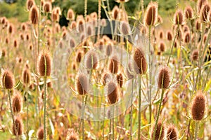 Dipsacus fullonum in summer photo