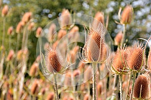 Dipsacus fullonum in summer photo