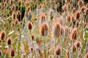 Dipsacus fullonum in summer