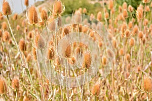 Dipsacus fullonum in summer photo