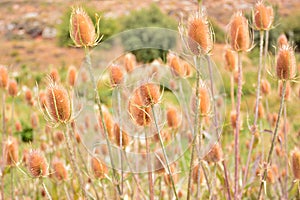 Dipsacus fullonum in summer photo