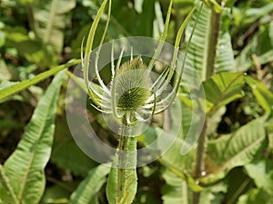 Dipsacus fullonum, syn. Dipsacus sylvestris