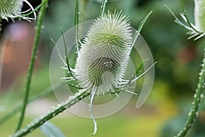 Dipsacus fullonum, wild teasel flower closeup selective focus photo