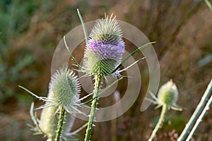 Dipsacus fullonum, wild teasel flowers macro selective focus photo