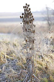 Dipsacus fullonum, wild teasel, in Lower Austria, Weinviertel