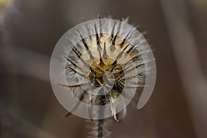 Dipsacus pilosus - small teasel