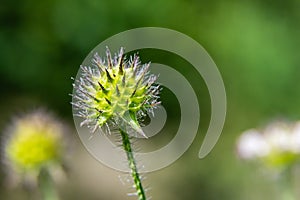 Dipsacus pilosus, Small Teasel. Wild plant shot in summer